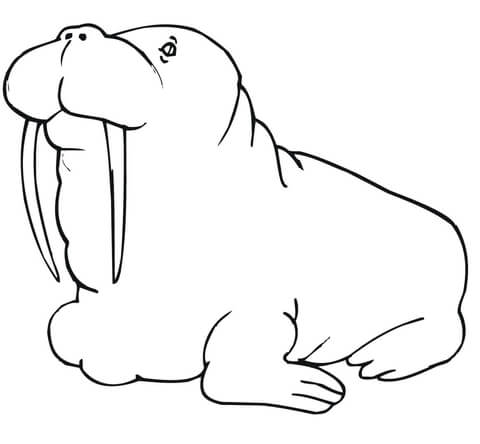 Fat Walrus Coloring Page